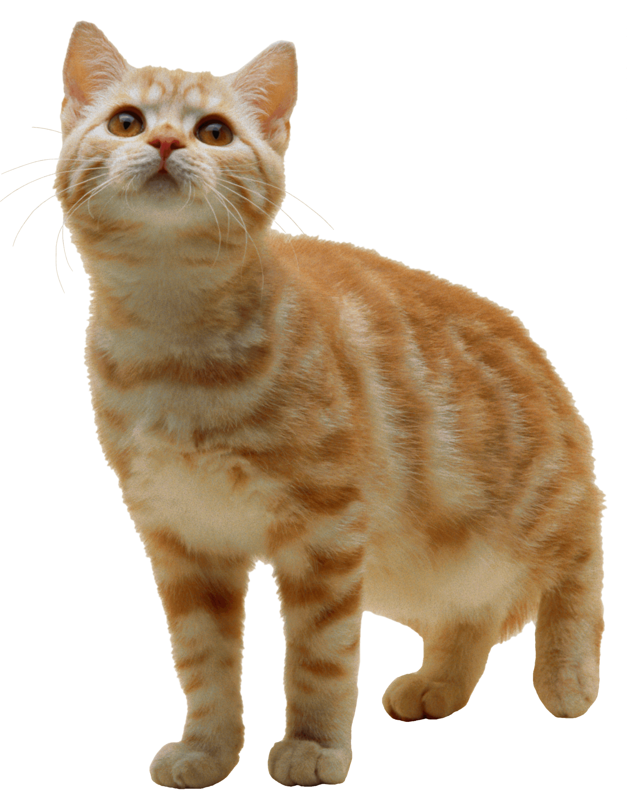 Orange Cat